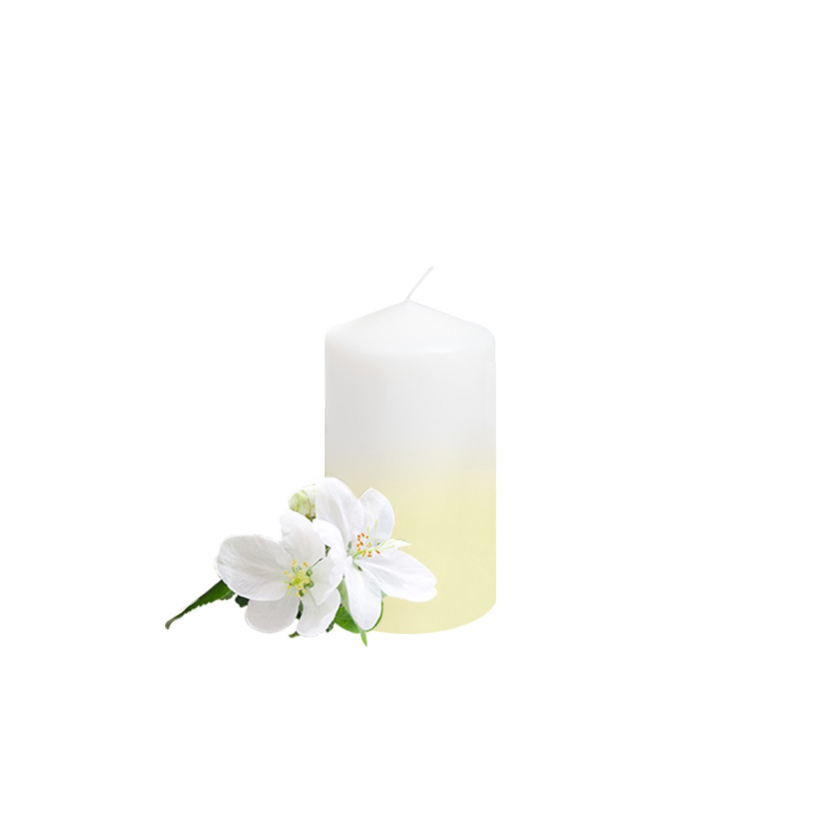 White fluffy flowers in spring and summer floral scent aroma compounds elegant fragrance